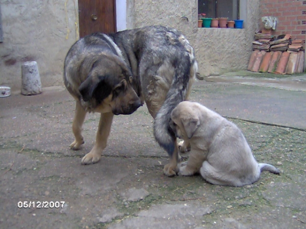 Tormenta de Reciecho jugando con Pantera de Trobajuelo
Cantero de los Zumbos X Tormenta de Reciecho 
13.10.2007

Keywords: puppyspain puppy cachorro