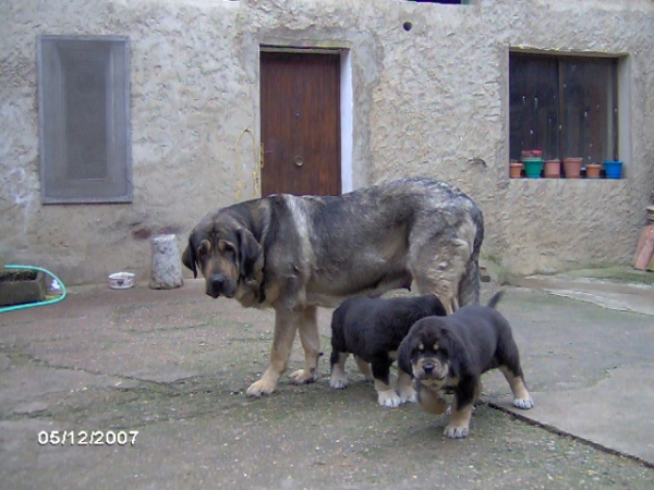 Tormenta de Reciecho con sus cachorros - nacidos 13.10.2007
Cantero de los Zumbos X Tormenta de Reciecho  
13.10.2007

Keywords: puppyspain puppy cachorro