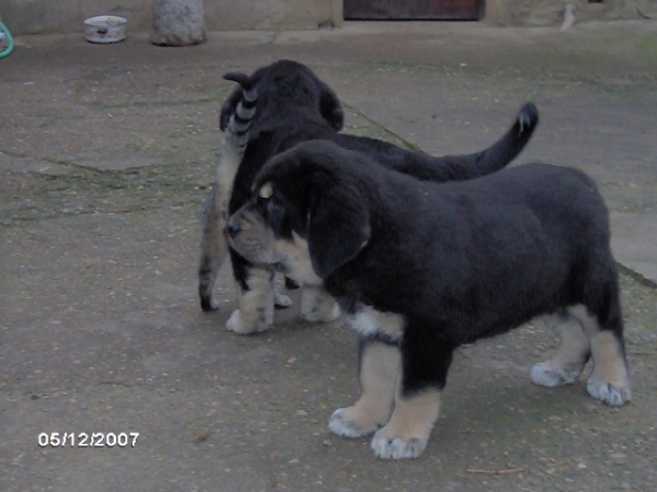 Casiopea y Mora de Trobajuelo - 50 días - born 13.10.07
Cantero de los Zumbos X Tormenta de Reciecho  
13.10.2007

Keywords: puppyspain puppy cachorro