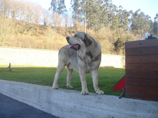 Molinero
Molinero macho de gran talla, nieto de Oda de Valdejera
Keywords: toranzo