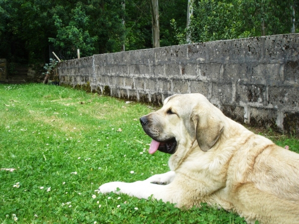 Balto
Balto hijo de Molinero, pronto cumplira seis meses
Keywords: toranzo