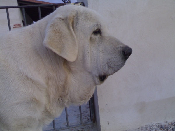 JACA DE VALDEJERA (alias LUNA)
Keywords: head portrait cabeza