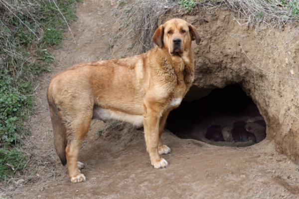 Jara, delante de la cueva que excavó para parir a sus primeros 7 cachorros, parió sola, de forma natural en el campo, sacó adelante todos los cachorros.
Keywords: puppyspain cachorro puppy