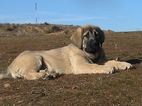 Jara de Los Altos del Duero con 3 meses
Keywords: duero