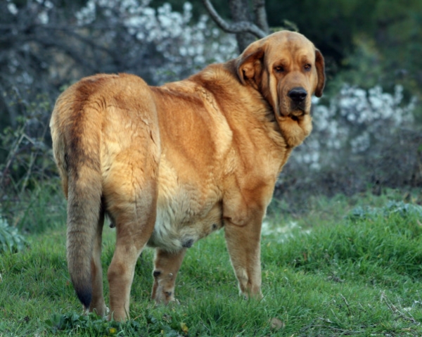 Jara, fotografiada por la tarde, esa misma noche parió 7 cachorros
