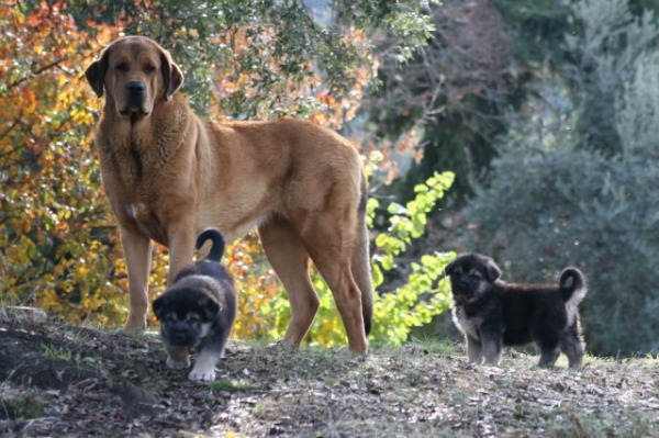 Jara, con menos de un año, haciendo de niñera con dos de los cachorros de Mora.
Keywords: puppyspain cachorro puppy