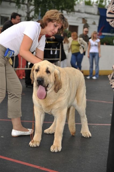 Joko Mastibe - Intermadiate class females, BOB, The Cup of Pro Pac 2009, Noginsk, 07.06.09 
Basil Mastifland and Goya Mastibe
Born: 20.12.2007 
Keywords: 2009 cortedemadrid