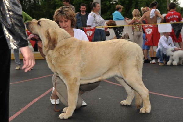 Joko Mastibe - Intermadiate class females, BOB, The Cup of Pro Pac 2009, Noginsk, 07.06.09 
Basil Mastifland and Goya Mastibe
Born: 20.12.2007 
Keywords: 2009 cortedemadrid