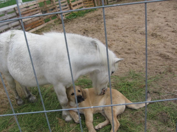 best friends
Keywords: pet anuler