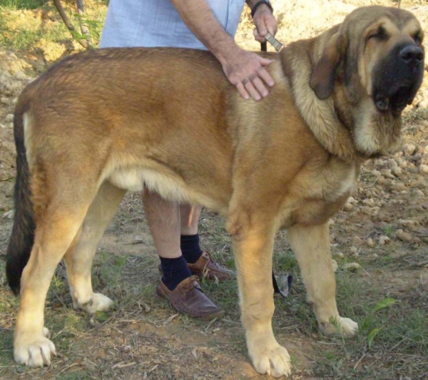 Mastines de Alzavaran  ¡¡¡ ROBADO !!!
Este perro ha sido robado, lleva microchip y tatuaje me 888 aa
Keywords: Alzavaran Mesta