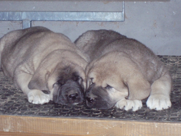 La Siesta
Keywords: anaise puppyspain puppy cachorro