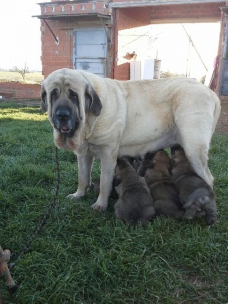 Laya (Cooper x Babiana de Babia)
Keywords: montevizcayo