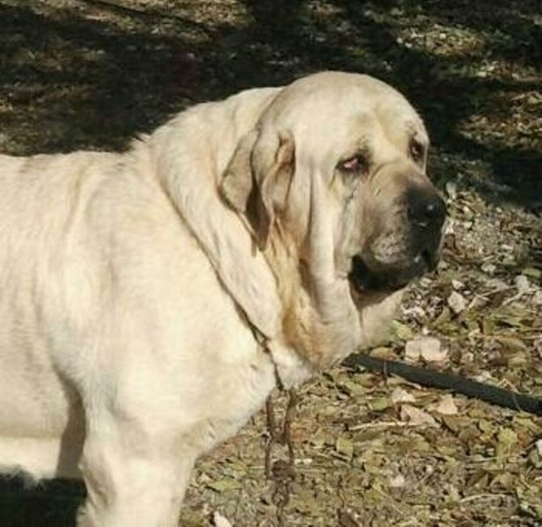 Lena del Monte Vizcayo
Cooper x Babiana de Babia
Keywords: Monte Vizcayo