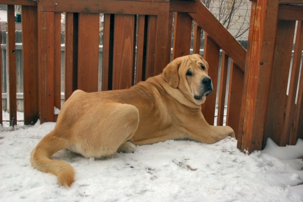 Romulo de Campollano
25th Birthday
that would be 25 months, 2 years and 1 month old



Keywords: moreno snow nieve