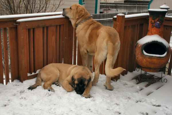 Puppy first Snow
She spent almost all the time on her belly, she LOVES the cold
Keywords: moreno snow nieve