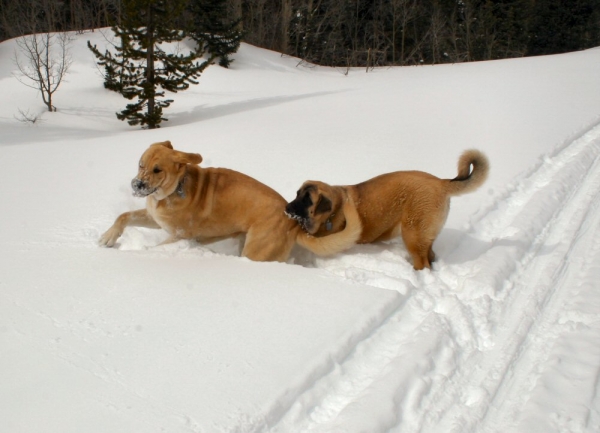 Independence Pass Snowed over - Leon and Gitana
Romulo de Campollano (Leon) and Bandera de Campollano (Gitana)

Keywords: moreno