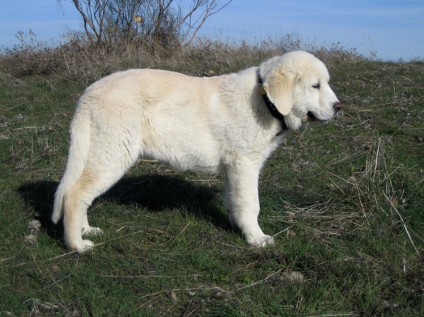 Leona - 3 months old
Keywords: puppyspain Ernesto