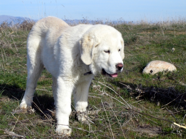 Leona - 3 months old
Keywords: puppyspain Ernesto