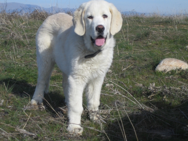 Leona - 3 months old
Keywords: puppyspain Ernesto