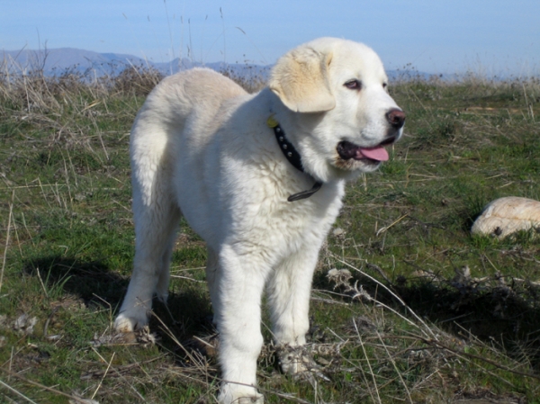 Leona - 3 months old
Keywords: puppyspain Ernesto