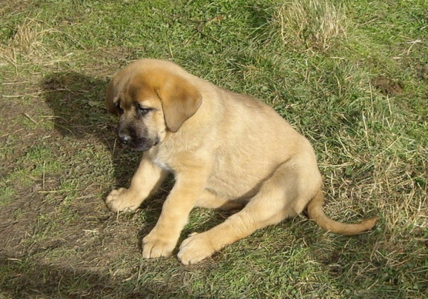 Leona del Molino de la Roma - 2 meses
Terry x Babiana de Babia 
10.09.2007   

Keywords: puppyspain puppy cachorro