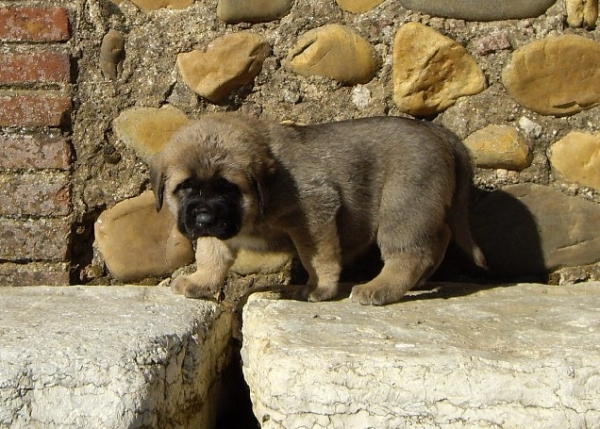 Leona del Molino de la Roma 30 dias
Terry x Babiana de Babia 
10.09.2007   

Keywords: puppyspain puppy cachorro