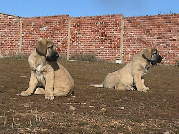 Cachorros con 3 meses
Keywords: duero cachorros