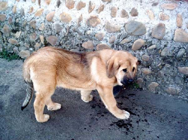 Linda 4 meses
Nieta de Tigre de Luis Fernandez Rabanal.
Keywords: molino