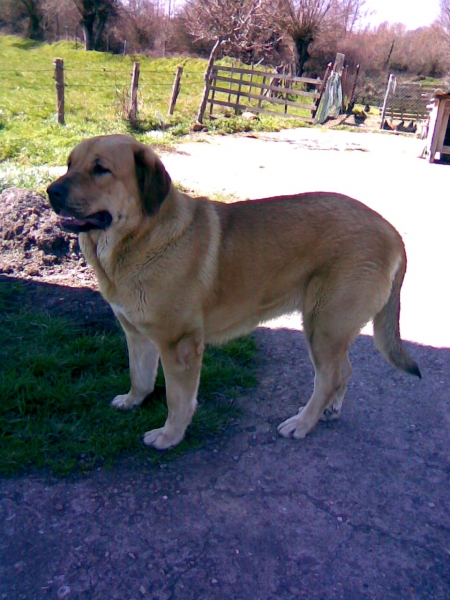 Linda
Nieta de Tigre de Luis Fernandez Rabanal.
Keywords: molino