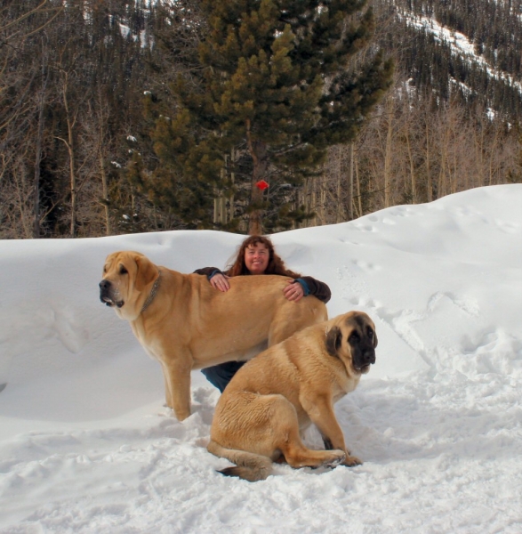 Independence Pass Snowed over - Mom, Leon and Gitana
Romulo de Campollano (Leon) and Bandera de Campollano (Gitana)

Keywords: moreno