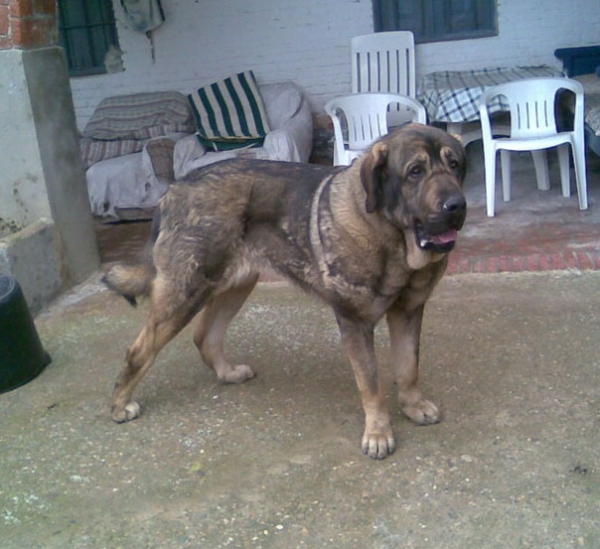 Losa de Anaise 17 meses
Barco de Montes del Pardo x Lola
Keywords: molino