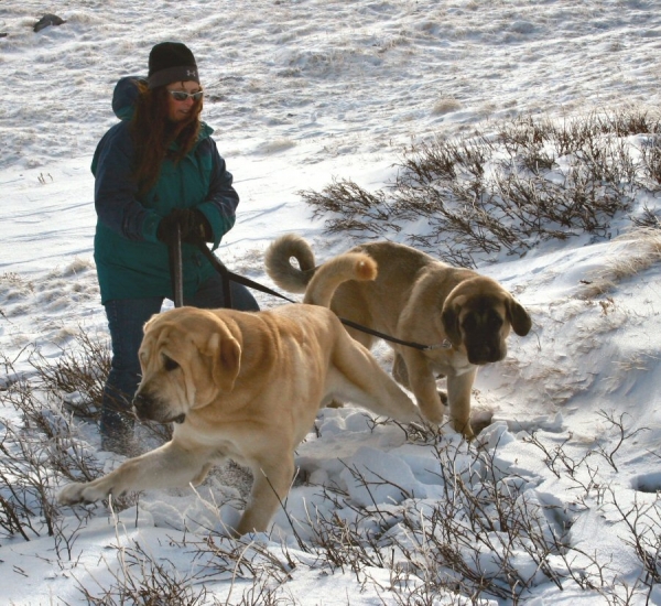 playing ing the snow
The puppies 
Keywords: moreno snow nieve