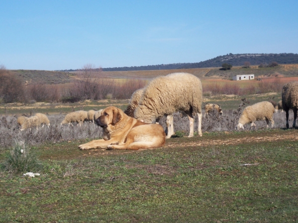 León con las ovejas
Keywords: flock