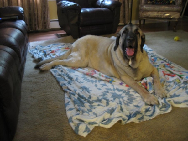 De Niro relaxing in the Living room  9-26-10
Keywords: norma pacino tatyana deniro brando