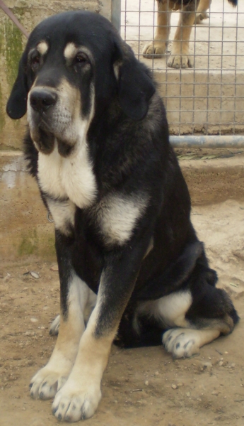 Mastines de Alzavarán (macho 16 meses)
Keywords: alzavaran