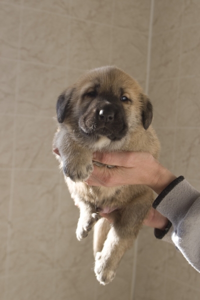 Male puppy from litter G Madridsky Dvor
(Iglesias Tornado Erben x Komtesa Sofie Tornado Erben)
Keywords: cortedemadrid