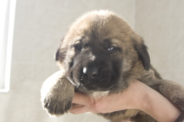 Male puppy from Madridsky Dvor
(Iglesias Tornado Erben x Komtesa Sofie Tornado Erben)
Keywords: cortedemadrid