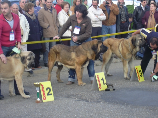 Concurso Mansilla de las Mulas 07
Clase Cachorros Macho
Keywords: basillon