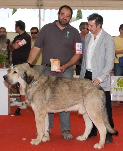 Watson Dancá Cotufa: Mejor de Raza Expo. Nal de Archidona 2010
(Herodes Dancá Cotufa x Oliva Dancá Cotufa)
Keywords: 2010 cotufa