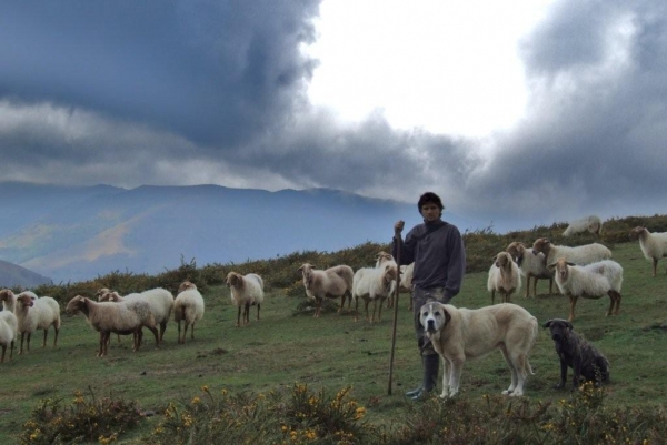 Rebaño y mastines duelos y quebrantos
otoño en la montaña
Keywords: DUELOS Y QUEBRANTOS