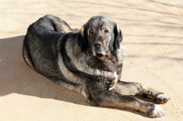 Mora con tres años, tomando el sol
