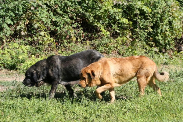 Mora preñada y Jara con 11 meses paseando
