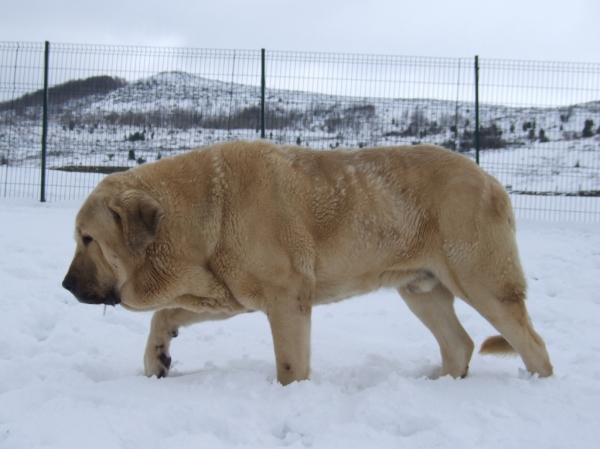 NEVADA EN DUELOS Y QUEBRANTOS
IKER, EXCELENTE MACHO DE MASTIN ESPAÑOL
Keywords: iker