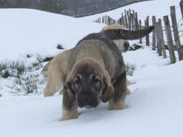 DUELOS Y QUEBRANTOS
CACHORROS INTREPIDOS
Keywords: dueloscachorros snow nieve