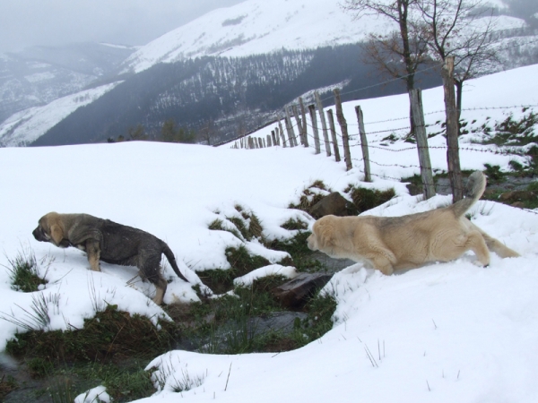 DUELOS Y QUEBRANTOS
CACHORROS INTREPIDOS
Keywords: dueloscachorros snow nieve