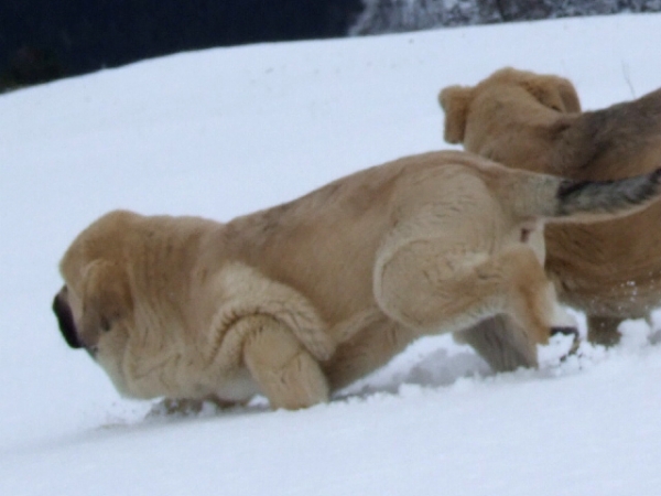 DUELOS Y QUEBRANTOS
CACHORROS INTREPIDOS
Keywords: dueloscachorros snow nieve