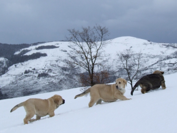 DUELOS Y QUEBRANTOS
CACHORROS INTREPIDOS
Keywords: dueloscachorros snow nieve