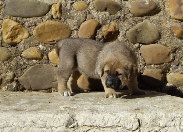 Nala del Molino de la Roma 30 dias
Terry x Babiana de Babia 
10.09.2007   

Keywords: puppyspain puppy cachorro