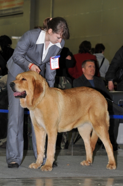 Navarra de Montes del Pardo 14 months (Koyac de Montes del Pardo x Romy de Montes del Pardo)
Keywords: kazakhstan