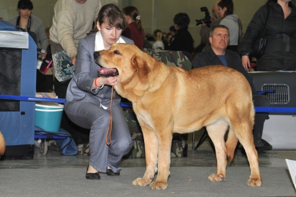 Navarra de Montes del Pardo 14 months (Koyac de Montes del Pardo x Romy de Montes del Pardo)
Eurasia-1 2010
Junior class females - excellent 2
Keywords: kazakhstan